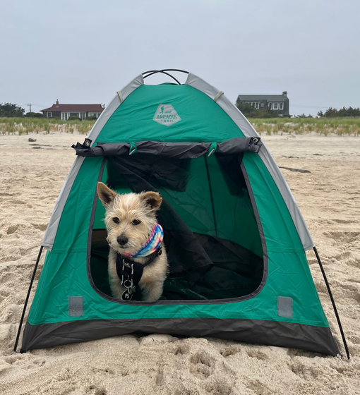 Capi on the beach